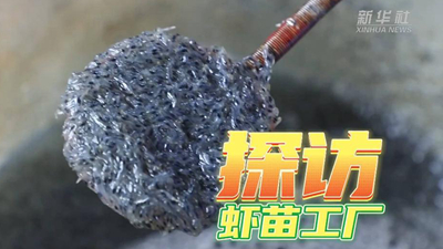 這個工廠，每天銷售蝦苗約2000萬尾