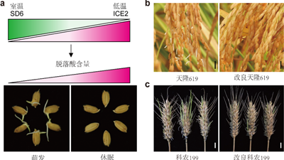 我國(guó)科學(xué)家找到調(diào)控水稻、小麥穗發(fā)芽的“開(kāi)關(guān)”