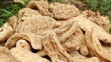 天麻專委會(huì)