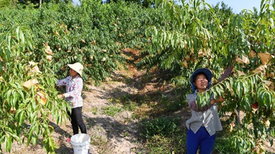 重慶萬(wàn)州：桃、李產(chǎn)業(yè)美了山鄉(xiāng)富了民