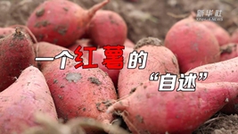 想看看紅薯的“鍍金”之旅嗎？來聽聽“自述”吧！