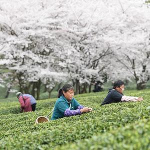 微信分享圖 #(經(jīng)濟)(1)貴州余慶:采摘“明前茶”