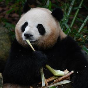 微信分享圖