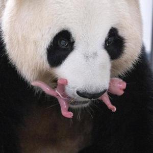 微信分享圖
