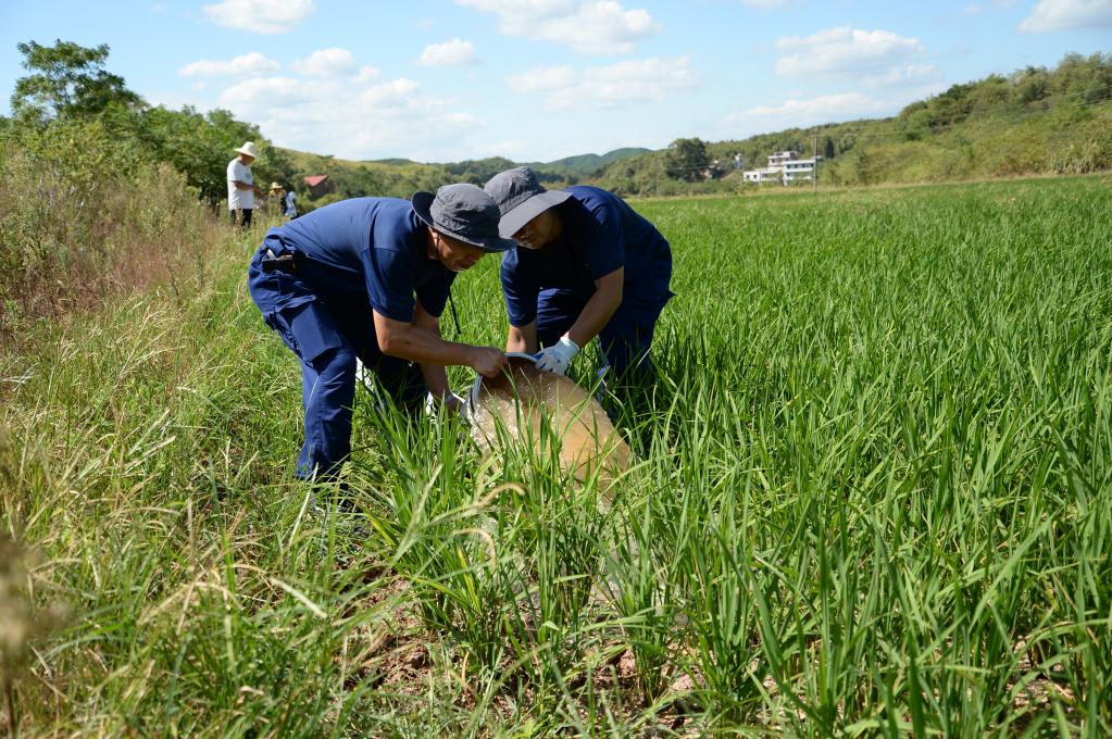 烈日下，為干旱的稻田送來灌溉用水——湖南衡陽抽水保灌一線見聞