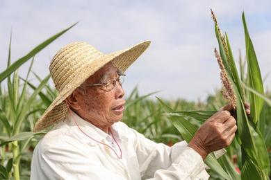 新華全媒+丨87歲，他在三亞南繁又一年