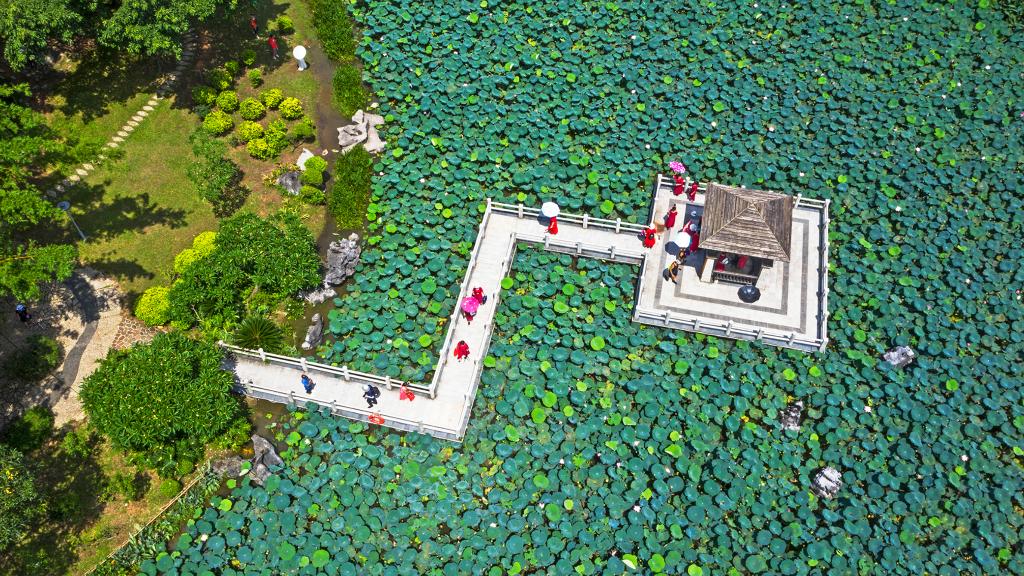 詩(shī)意中國(guó)丨荷花宮樣美人妝，荷葉臨風(fēng)翠作裳