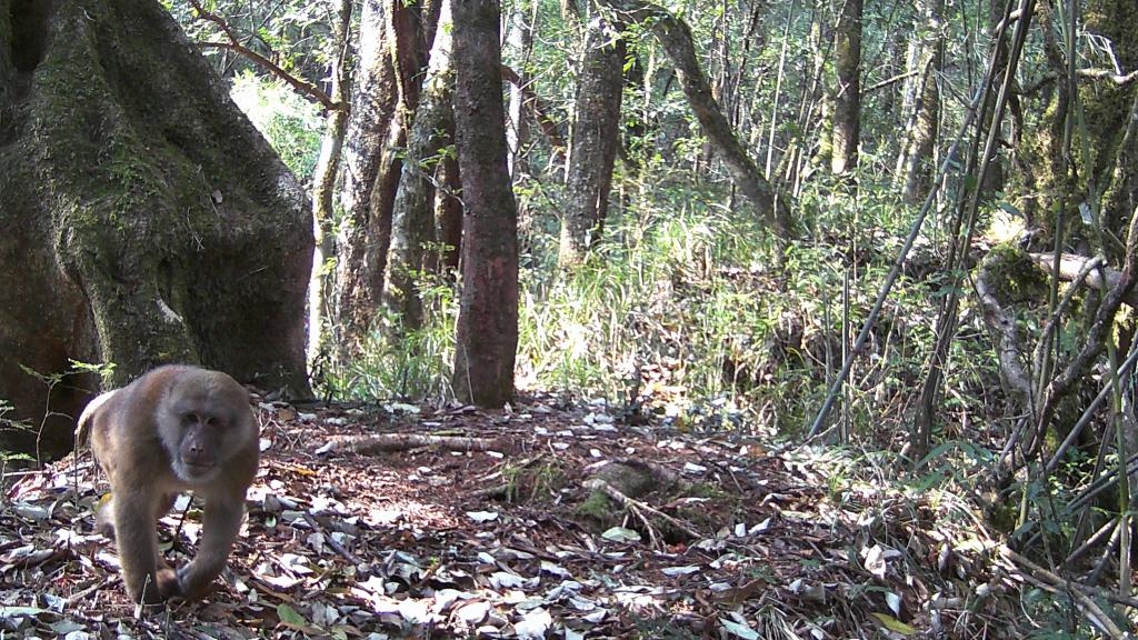 國(guó)道之行 從雪山奔向大海｜高黎貢山，該讓這些寶貝“亮相”了