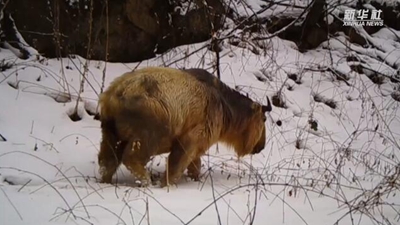 求偶遇！秦嶺野生動物的“盲盒”這樣開