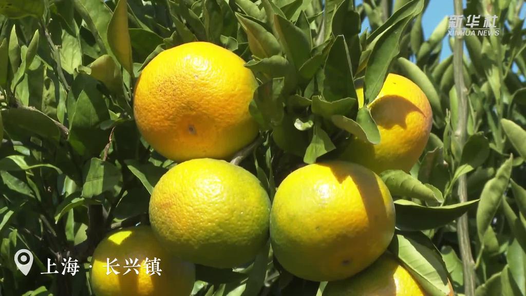 上海：橘子紅了！碩果滿園迎豐收