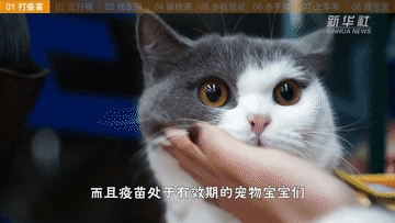 帶萌寵坐火車(chē)？你需要知道這些事！
