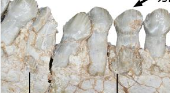 恐龍如何換牙？古生物學(xué)者揭秘古老角龍換牙方式