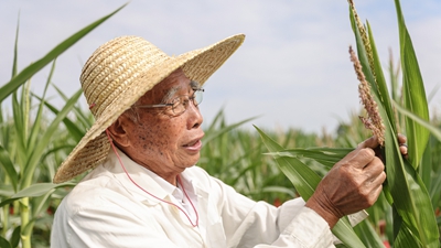 87歲，他在三亞南繁又一年