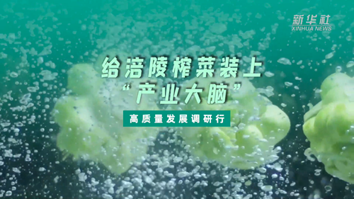 一顆青菜頭，緣何長出百億產(chǎn)業(yè)？