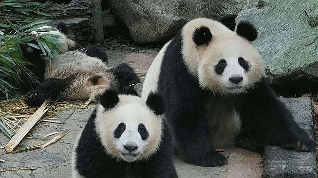 同時(shí)被兩只大熊貓盯上是什么體驗(yàn)？