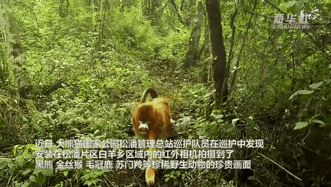珍貴畫(huà)面曝光！野生動(dòng)物頻頻“上鏡”