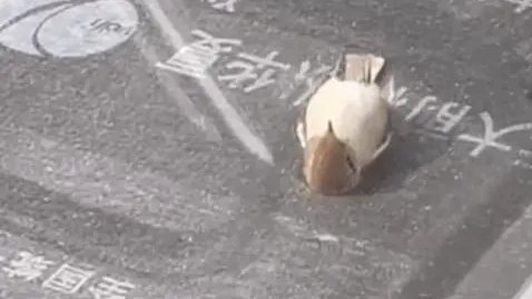 “小鳥躺平看天空”？真相有點(diǎn)難過
